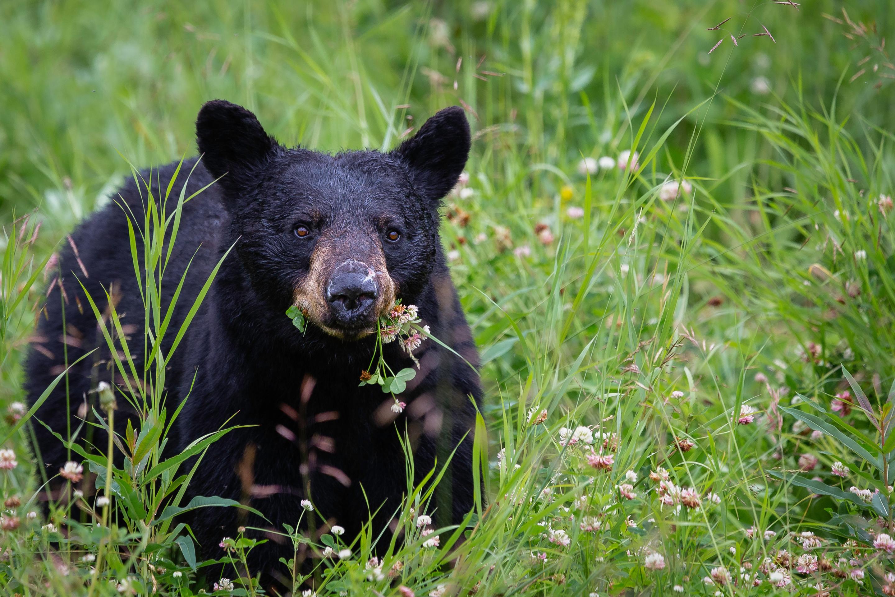 A bear eats grass in a field.
