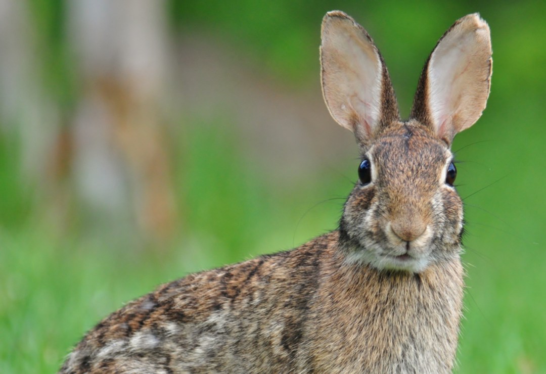 Experts Won't Admit That There's a Shitload of Rabbits In Minneapolis ...