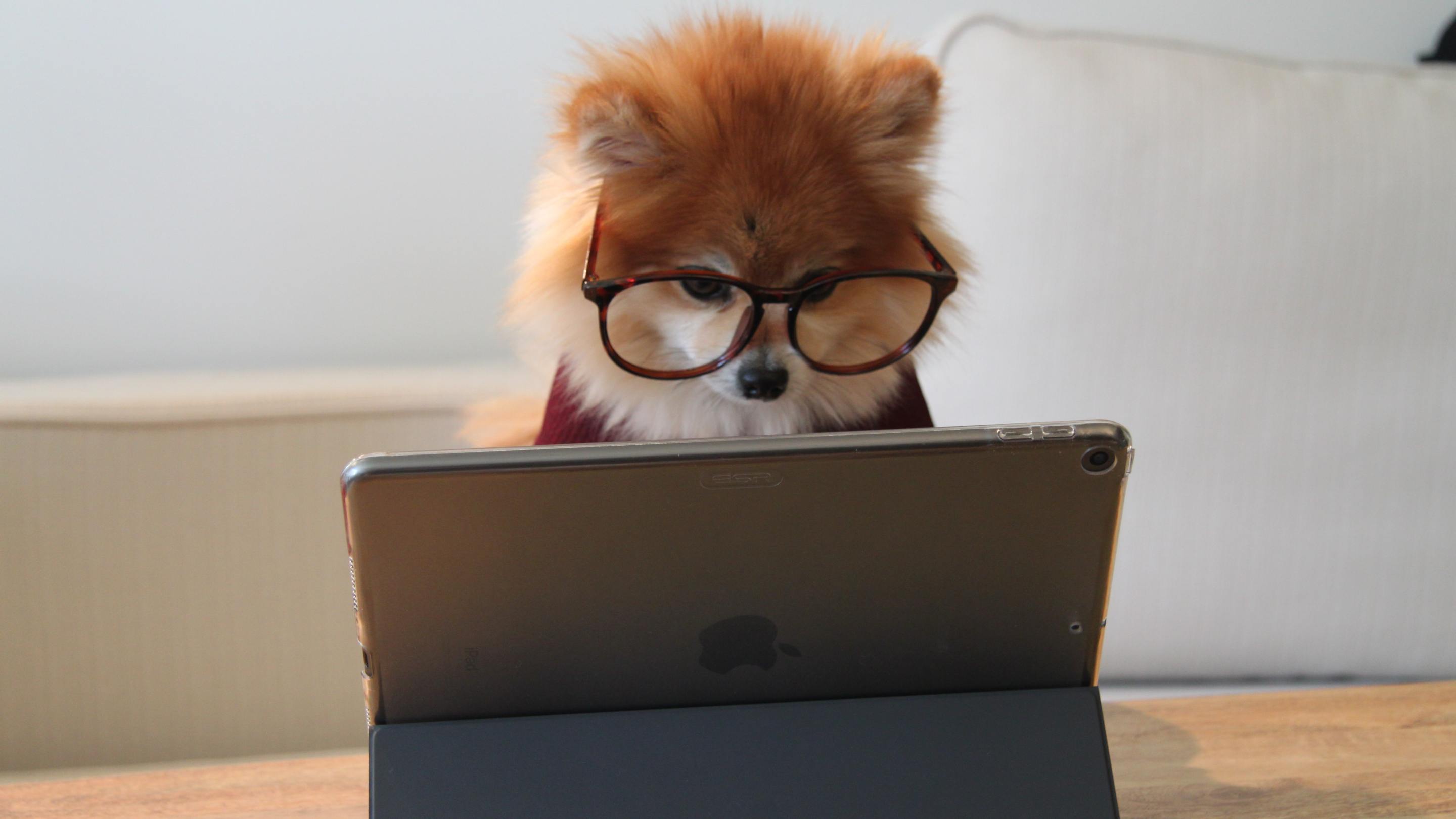 a small and stylish pomeranian in glasses reads from a tablet reader