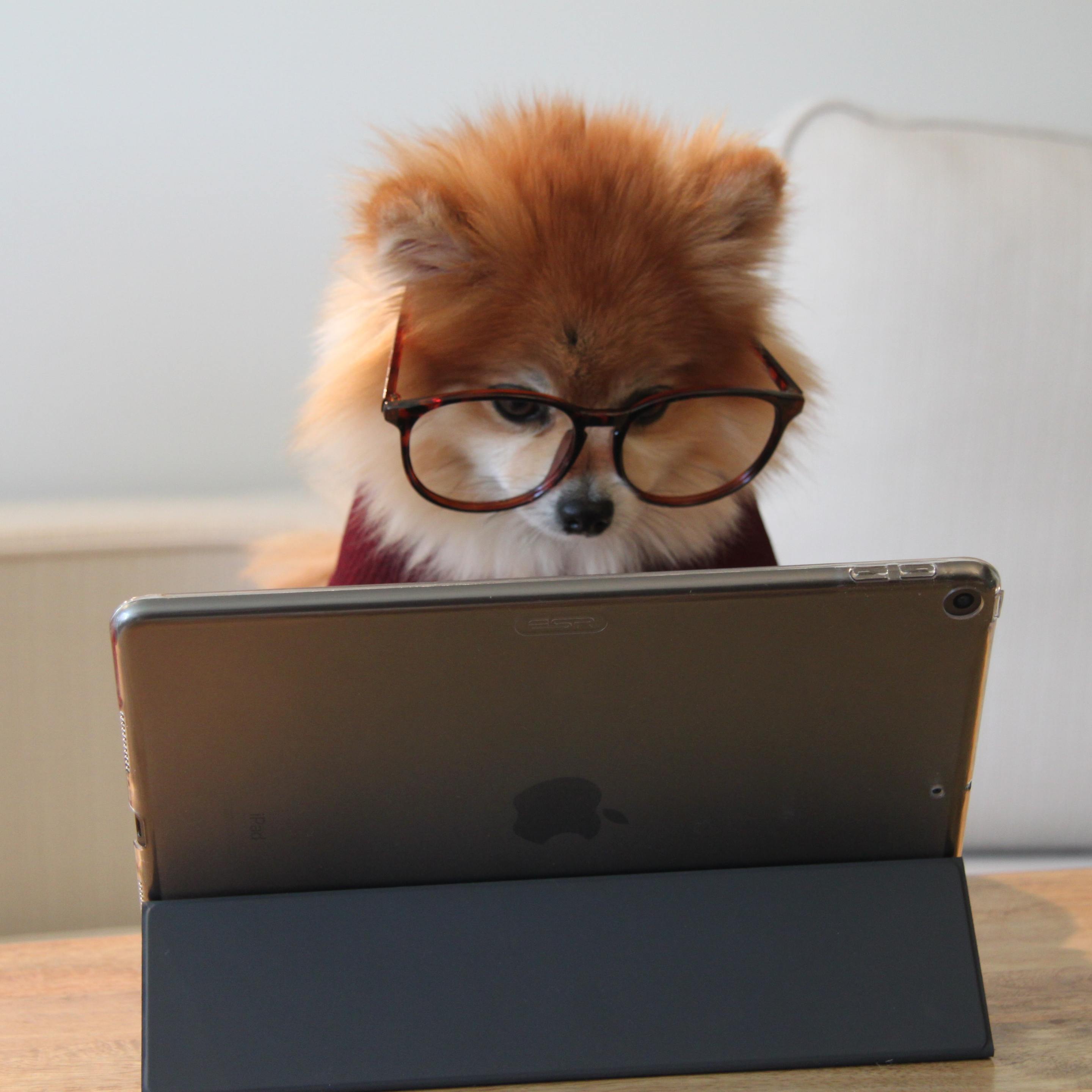 a small and stylish pomeranian in glasses reads from a tablet reader