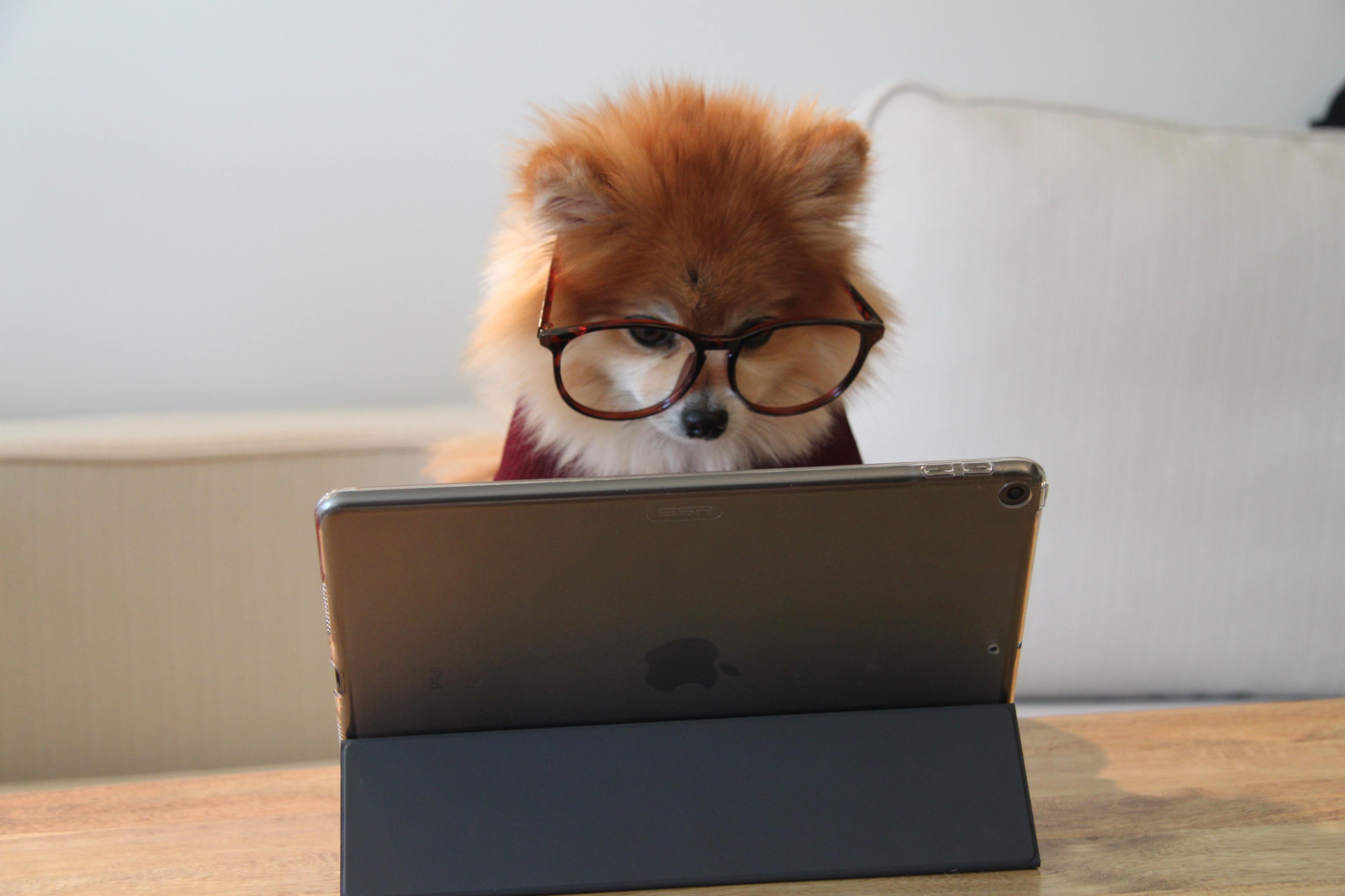 a small and stylish pomeranian in glasses reads from a tablet reader