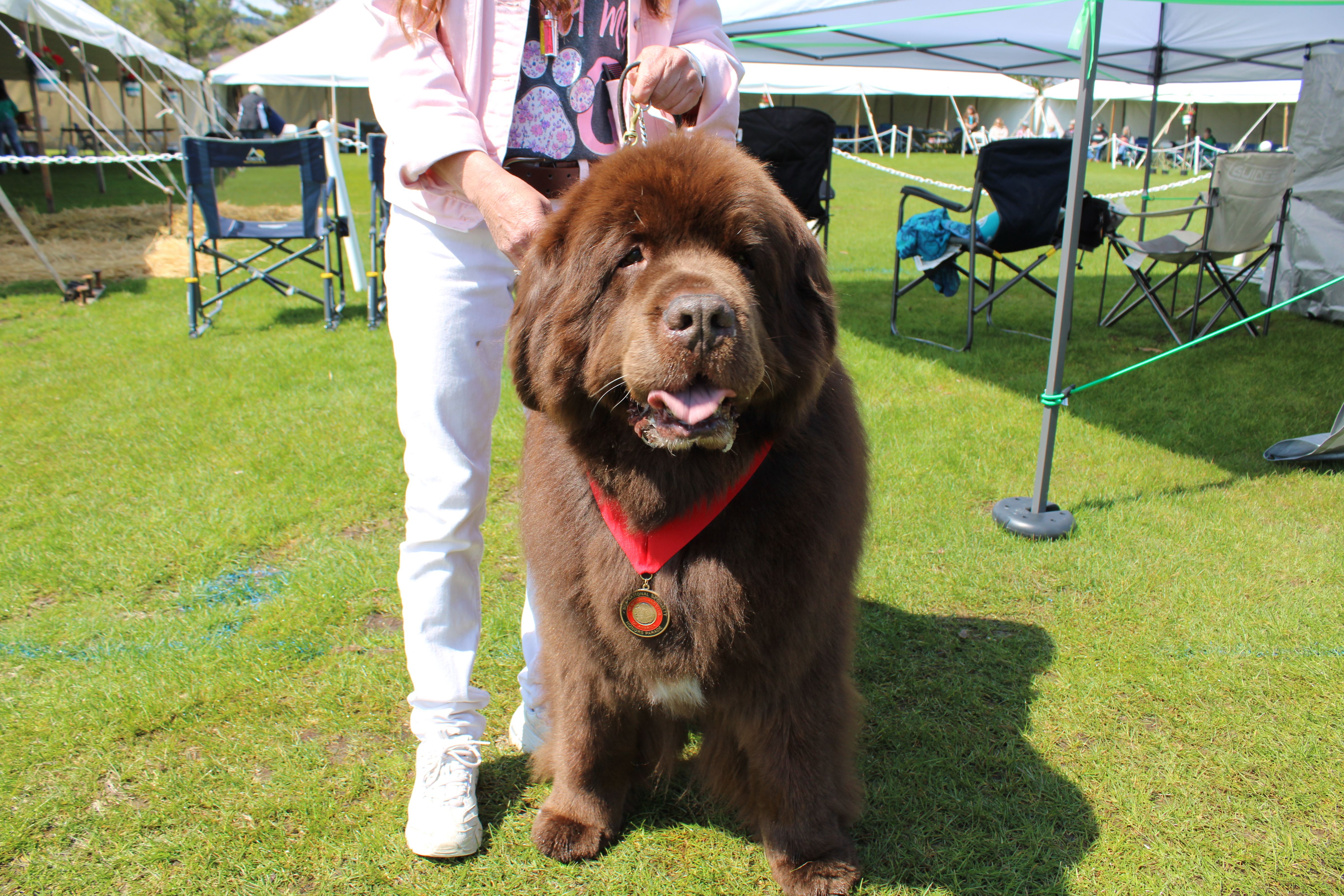 Newfoundland shops dog of