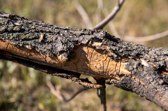 If a Tree Falls in the City But Someone Replaces it, Will it Cover the Ground?