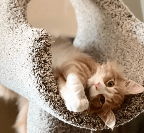 ‘The Cat Is My Customer’: Defying the Odds, St. Paul’s 35-Year-Old Cat Furniture Shop to Triple in Size