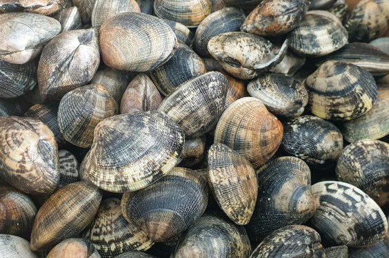 Hero Clams Keep Minnesota’s Drinking Water Safe